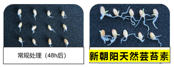 小麥拌種選新朝陽天然蕓苔素,讓小麥高產(chǎn)贏在起跑線上!(小麥在什么時候用蕓苔素效果最佳)